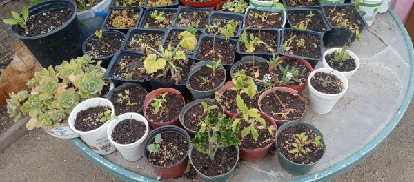 Yard Sale Plants