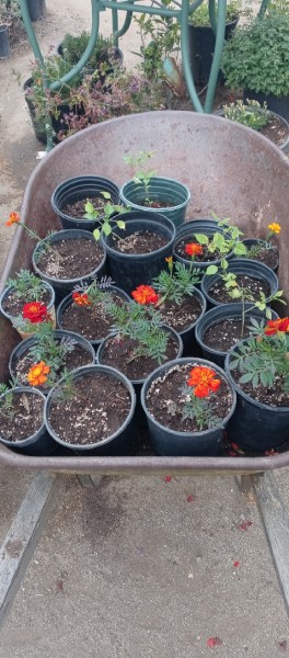 Yard Sale Plants