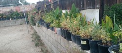Yard Sale Plants
